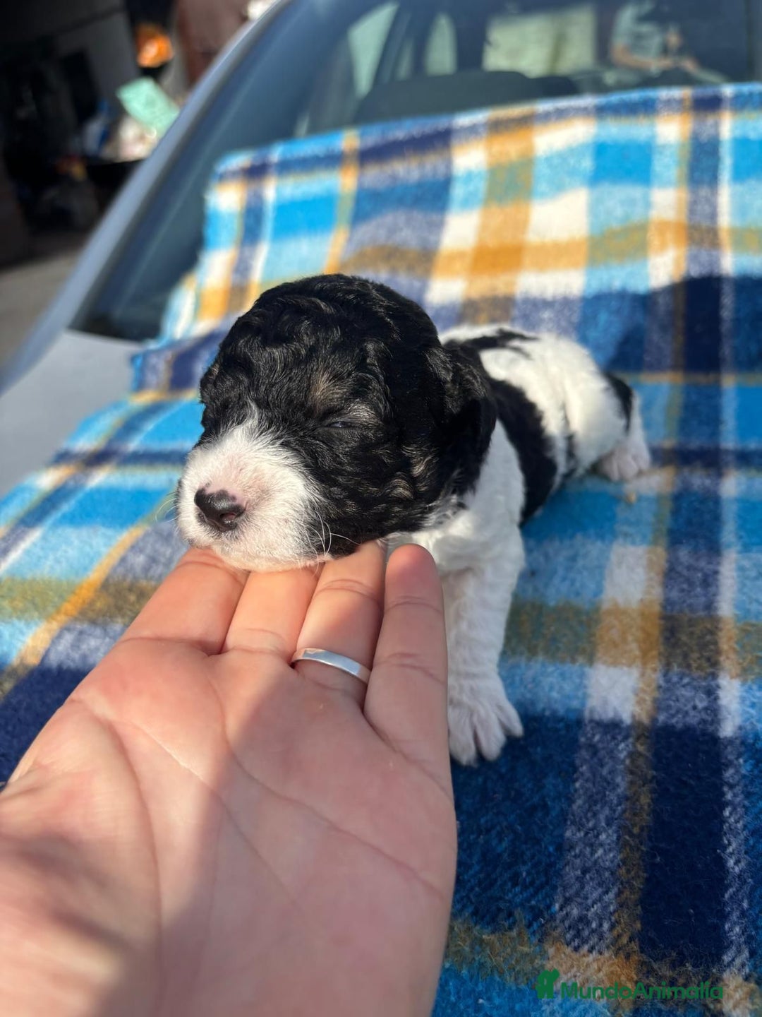 Perro de Agua Español perros en venta: Perros de agua  - Anuncio 5