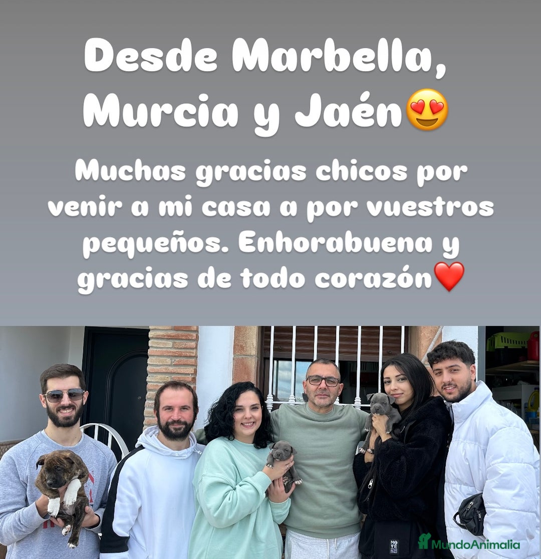 American Staffordshire-Terrier perros en venta: American Stanford (transparencia) - Anuncio 17