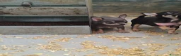 Chihuahua perros en venta: Chihuahuas, macho negros y Blue - Anuncio 2