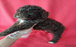 Perro de Agua Español perros en venta: Perro de Agua Español  - Imagen 2