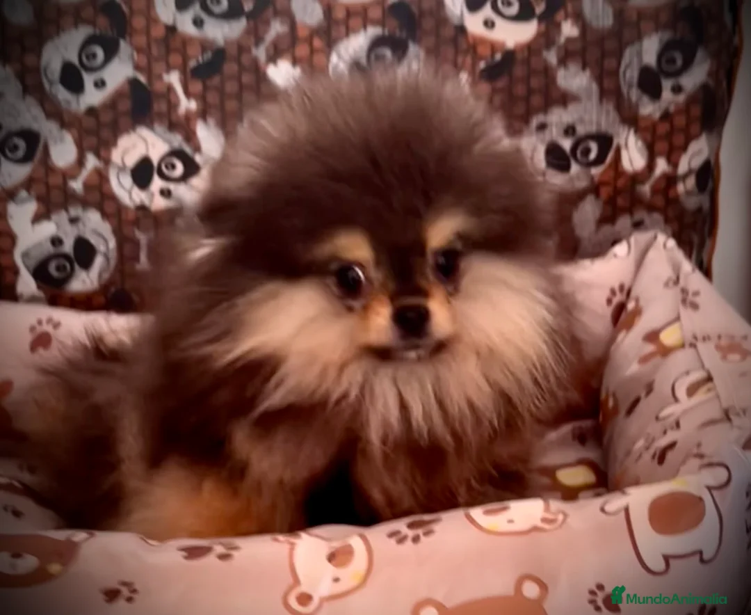 Pomerania perros en venta: Pomerania en Caraby Benidorm  - Anuncio 9