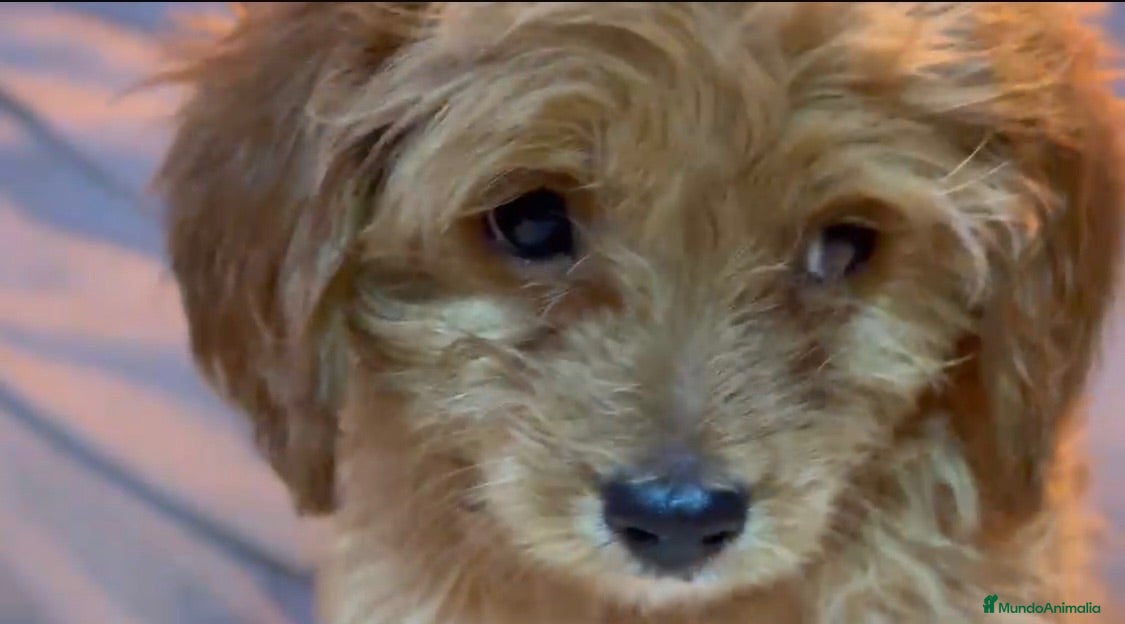 Cavapoo perros Cavapoo macho - Anuncio 3