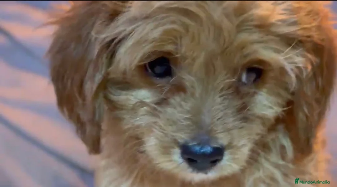 Cavapoo perros en venta: Cavapoo macho - Anuncio 1