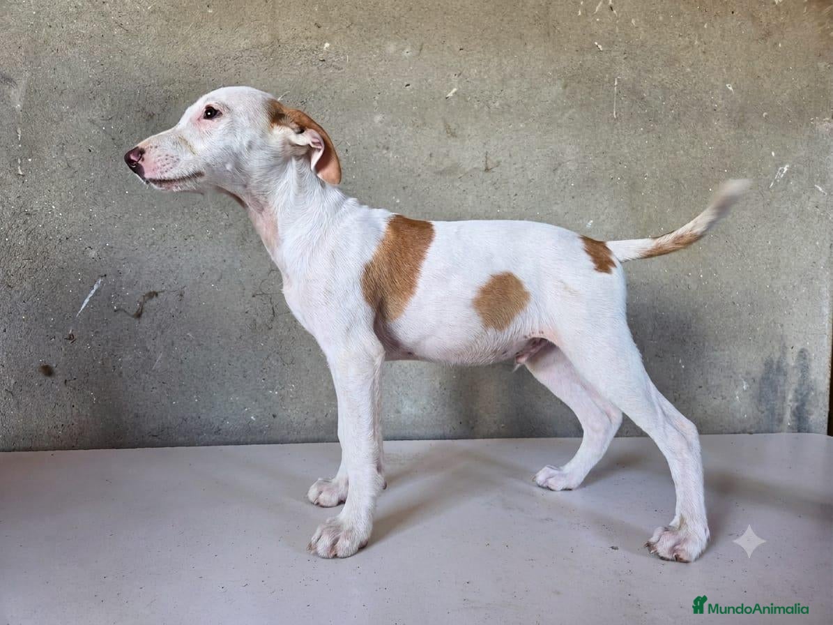 Podenco Andaluz perros Podenco andaluz de pelo duro - Anuncio 2