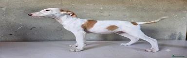 Podenco Andaluz 1