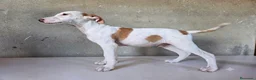 Podenco Andaluz perros en venta: Podenco andaluz de pelo duro - Anuncio 2
