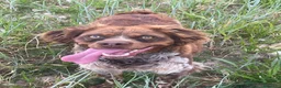 Épagneul Breton perros en venta: Epagneul bretón  - Anuncio 9