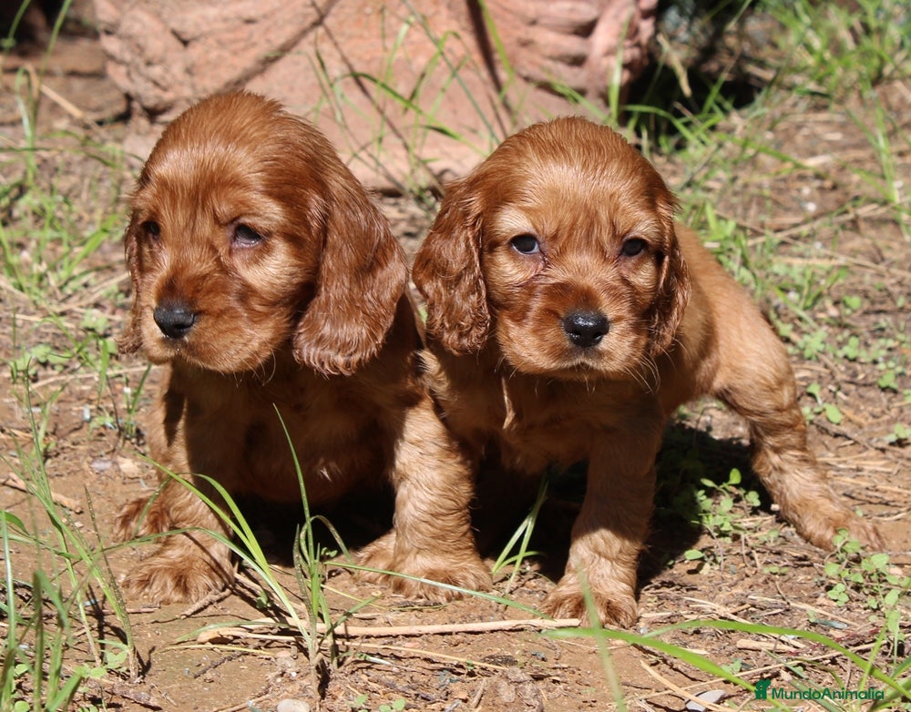 Cocker Spaniel Inglés perros Cocker spaniel inglés  - Anuncio 5