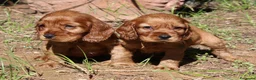 Cocker Spaniel Inglés perros en venta: Cocker spaniel inglés  en Sevilla - Anuncio 1