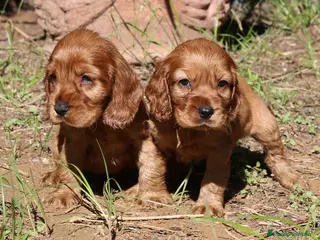 Cocker Spaniel Inglés perros Cocker spaniel inglés - Anuncio 2