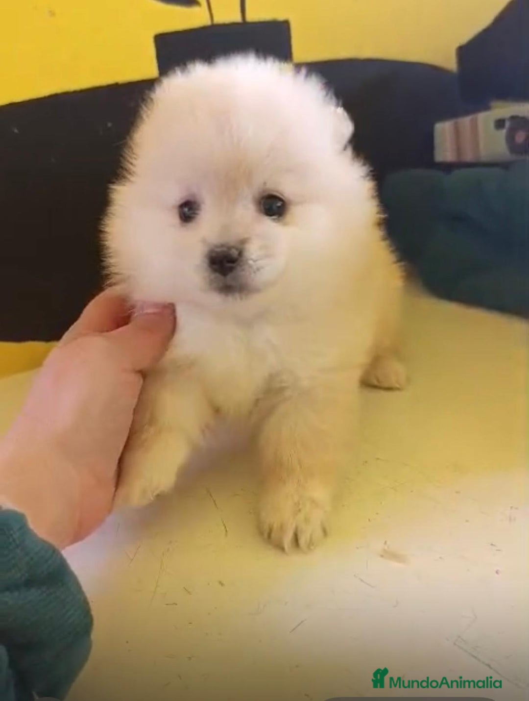 Pomerania perros en venta: Lulu pomerania toy  - Anuncio 3