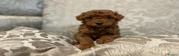 Caniche Toy perros en venta: caniche toy en Illes Balears - Anuncio 2