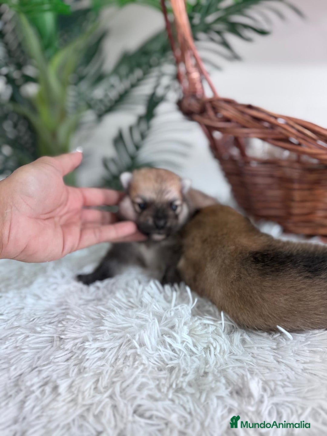 Pomerania perros en venta: POMERANIA MACHO - Imagen 1