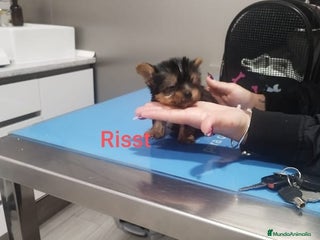 Yorkshire Terrier perros - Anuncio 10