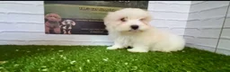 Bichón Maltés perros en venta: Hembra bichón maltés  - Anuncio 1