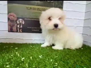 Bichón Maltés perros Hembra bichón maltés - Anuncio 2