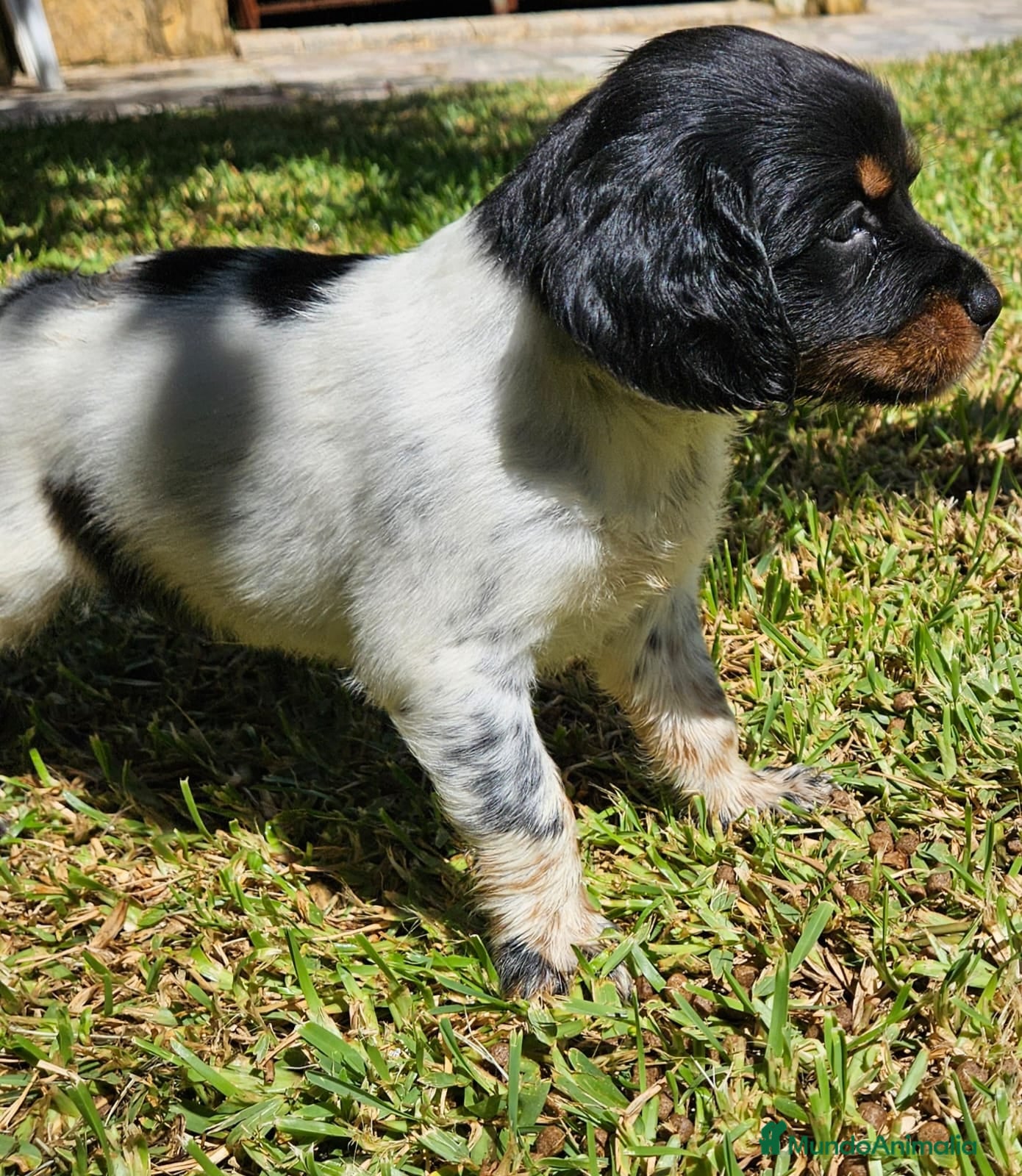 Épagneul Breton perros Épagneul Breton tricolor - Anuncio 1