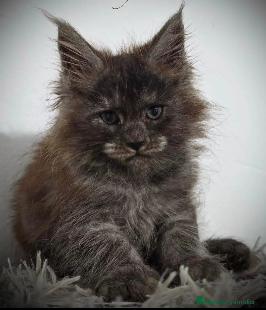 Maine Coon gatos en venta: Hembra maine coon  - Anuncio 1