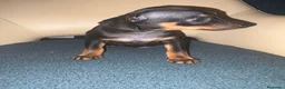 Pinscher Miniatura perros en venta: Pinscher miniatura  - Anuncio 6