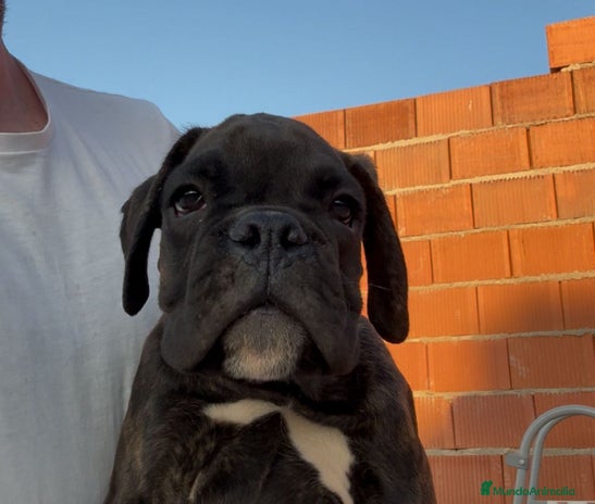 Boxer perros - Anuncio 1