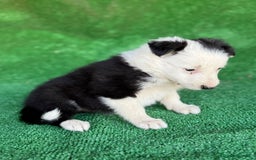 Border Collie perros en venta: Border collie  - Imagen 7