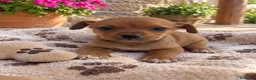 Raza Mixta perros en venta: PRECIOSA PAREJA(leer bien anuncio ) - Anuncio 2