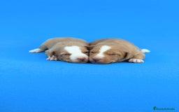 Podenco Andaluz perros en venta: Espectaculares podencos andaluces  - Imagen 2
