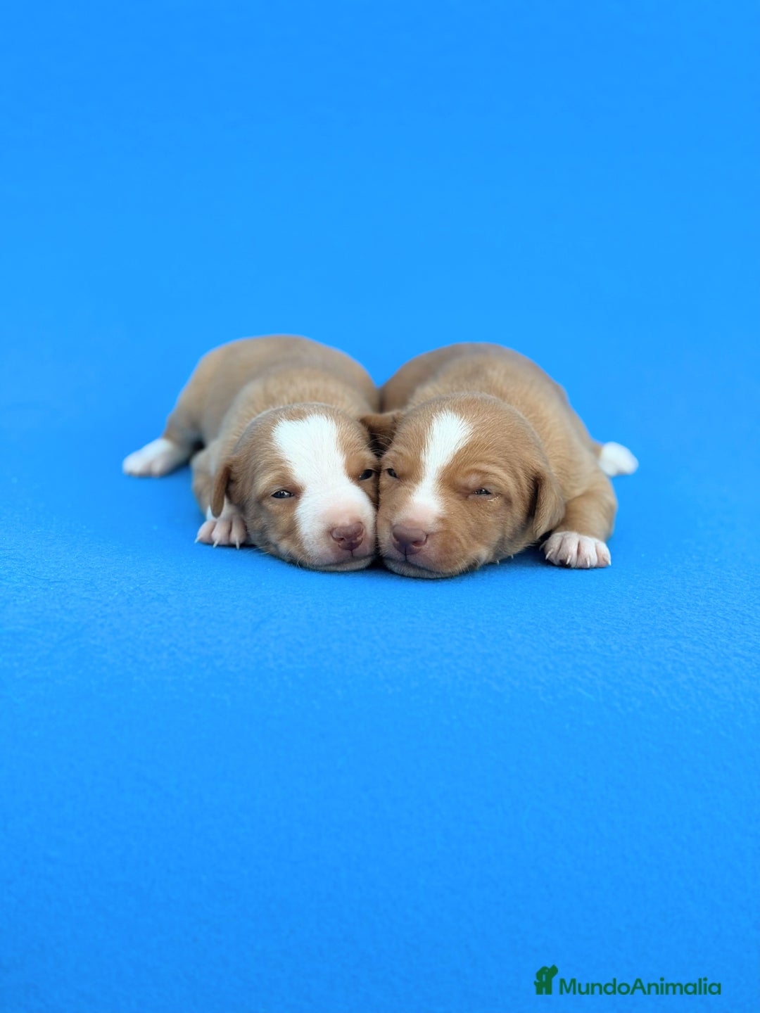 Podenco Andaluz perros en venta: Espectaculares podencos andaluces  - Imagen 2
