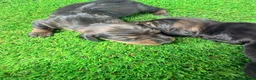 Teckel Miniatura perros en venta: TECKEL MINIATURA  - Anuncio 7