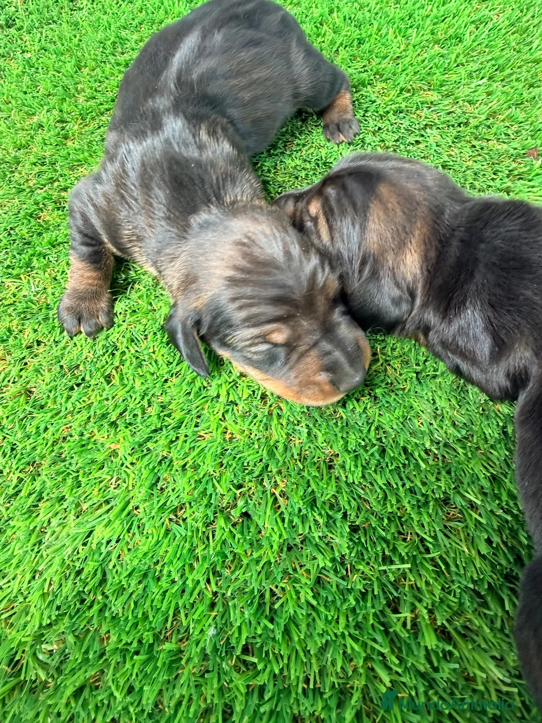 Teckel Miniatura perros en venta: TECKEL MINIATURA  - Anuncio 7