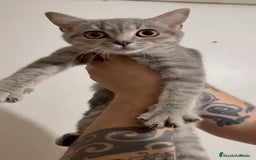 Británico de Pelo Corto gatos en venta: British Shorthair - Imagen 9