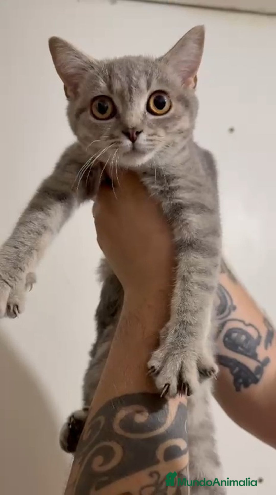 Británico de Pelo Corto gatos en venta: British Shorthair - Imagen 9