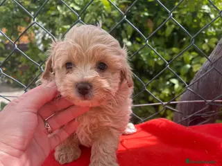 Maltipoo perros PRECIOSOS EJEMPLARES DE MALTIPOO - Anuncio 1