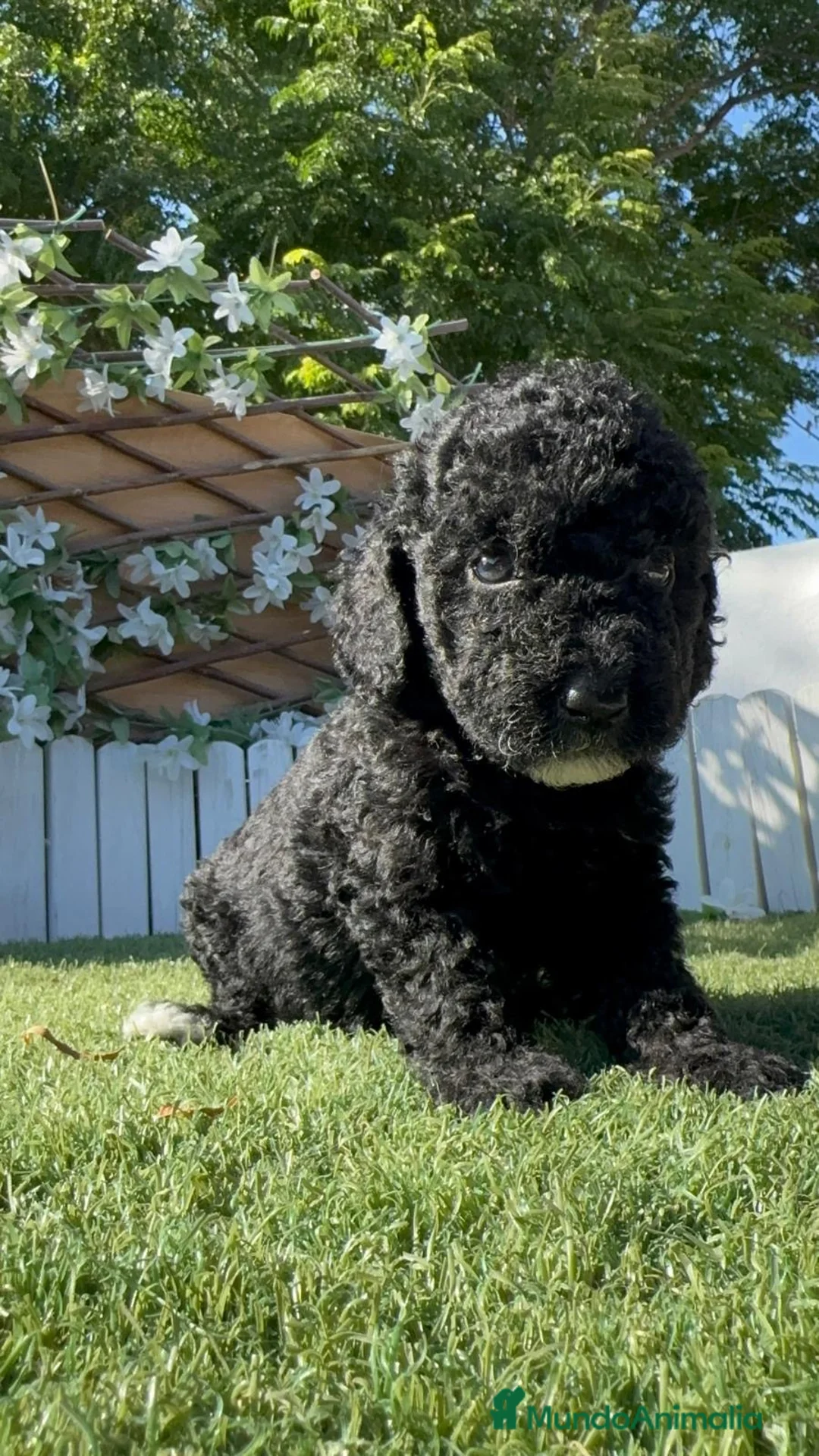 Perro de Agua Español perros en venta: PERRO DE AGUA ESPAÑOL HEMBRA - Anuncio 10
