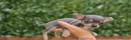 Chihuahua perros en venta: Chihuahua blue  - Anuncio 4