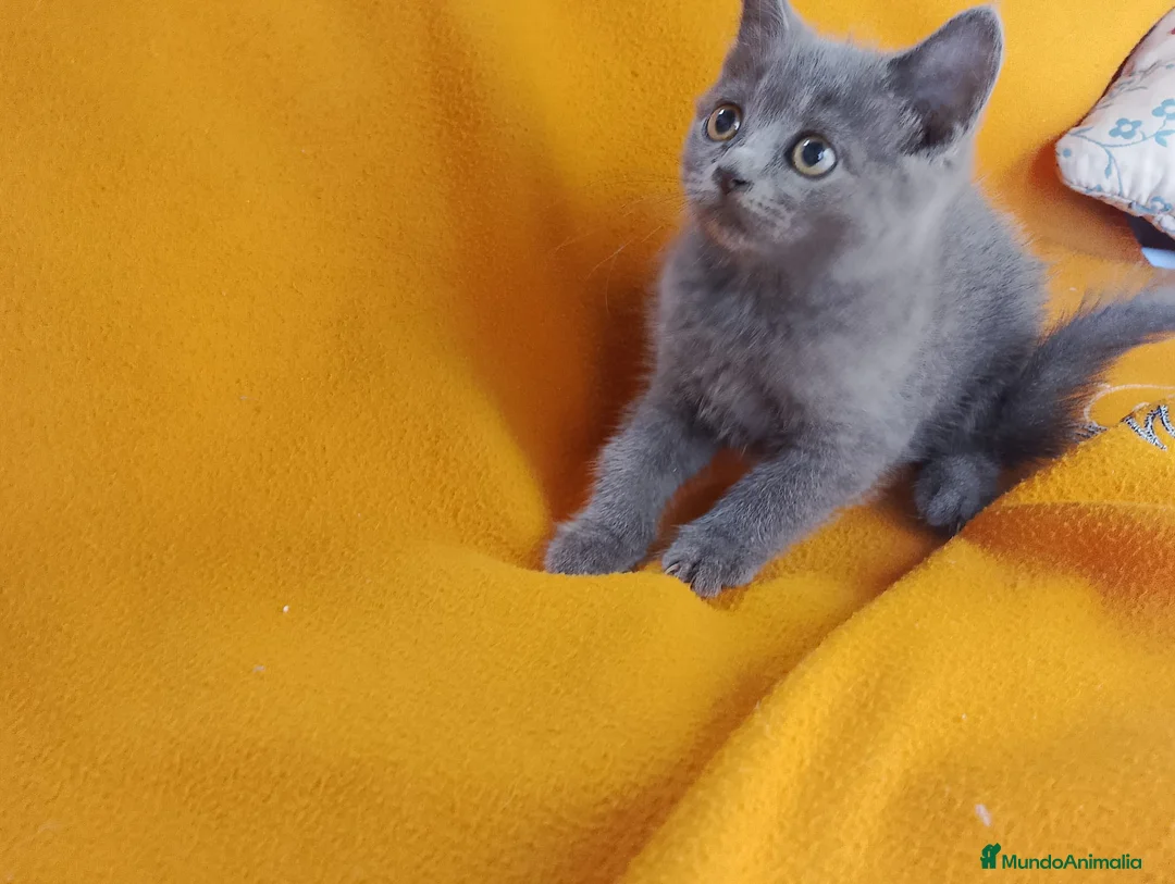 Británico de Pelo Corto gatos en venta: Adorable hembra Britthis blue  en Madrid - Anuncio 4