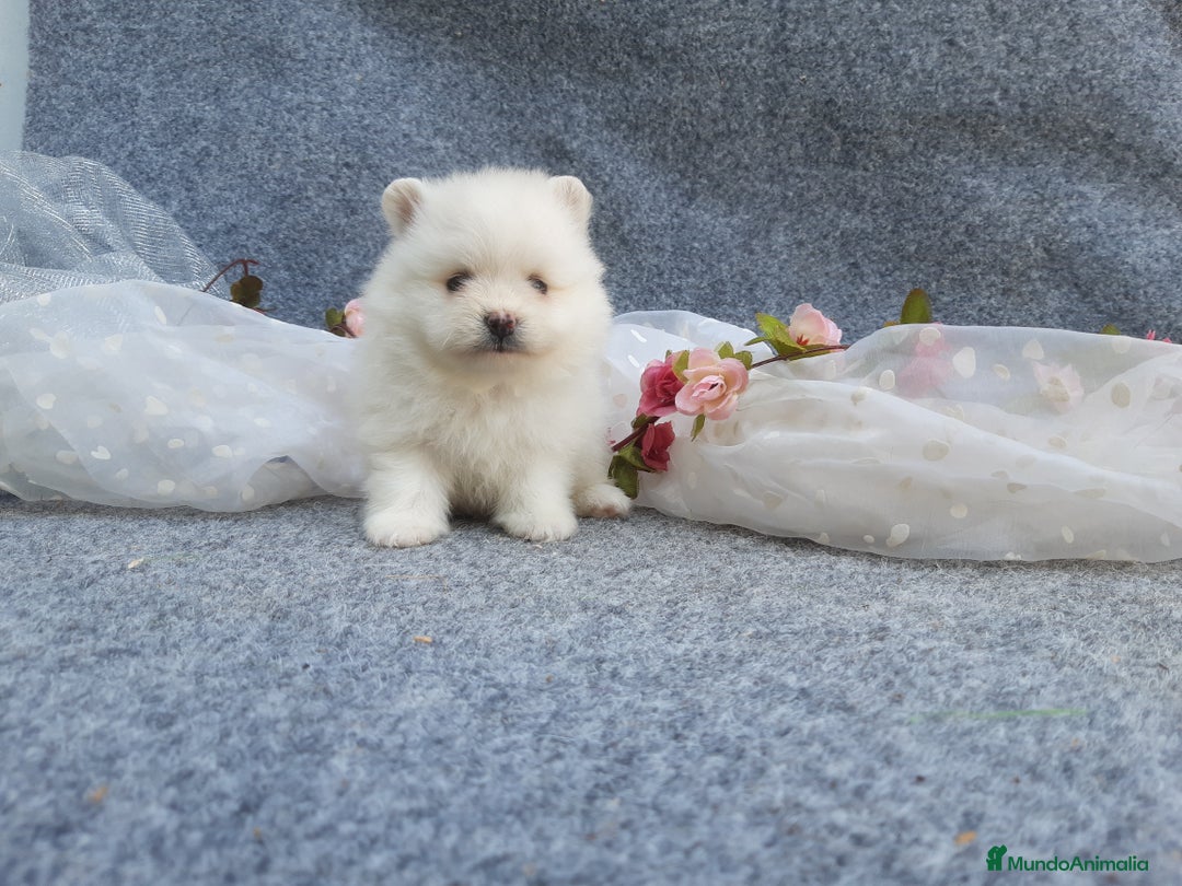 Pomerania perros en venta: PRECIOSOS POMERANIA  LINEA TOY - Anuncio 4