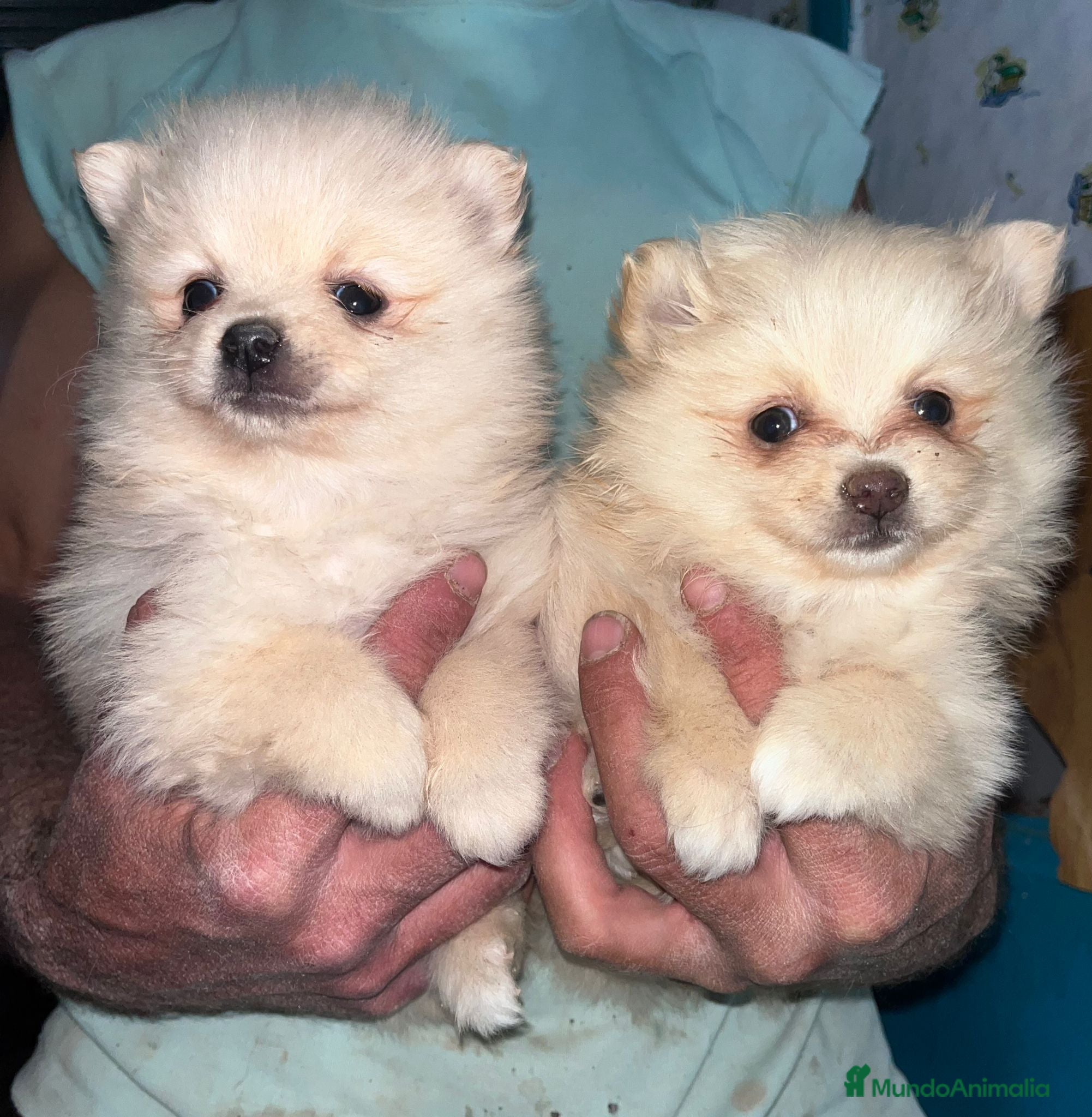 Pomerania perros Pomerania toy  - Anuncio 1