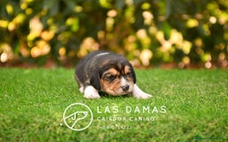 Beagle perros en venta: Beagle tricolor, criados con amor - Imagen 4