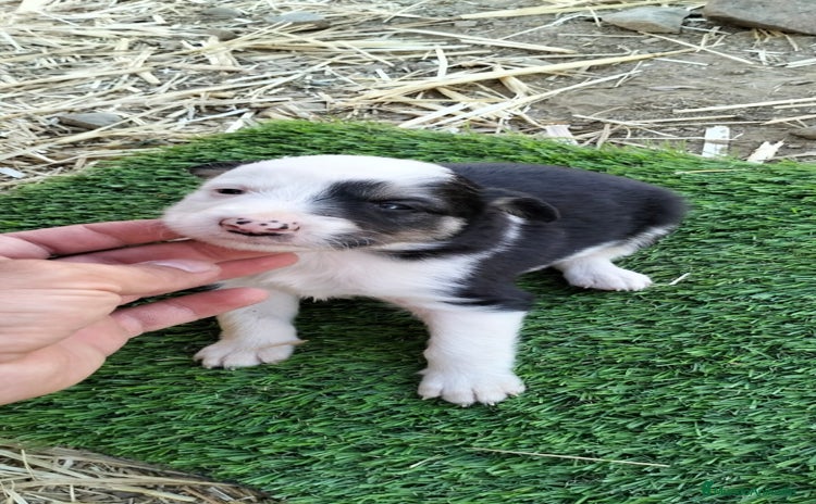 Border Collie perros - Propaganda 1