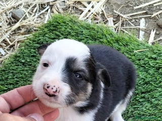 Border Collie perros - Anuncio 2