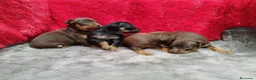 Pinscher Miniatura perros en venta: Pincher mini exóticos  en Ciudad Real - Anuncio 3
