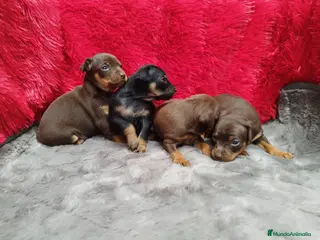 Pinscher Miniatura perros Pincher mini exóticos - Anuncio 19