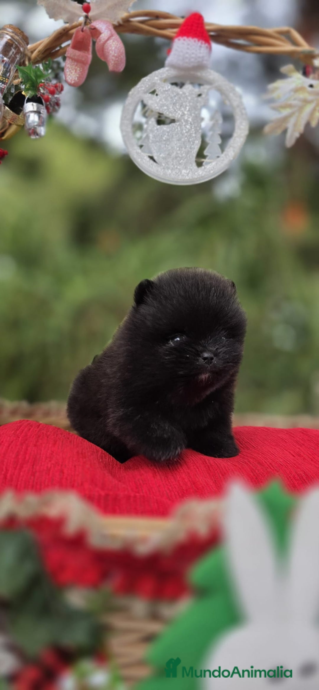 Pomerania perros en venta: Pomeranias toy descendientes de campeones - Anuncio 7