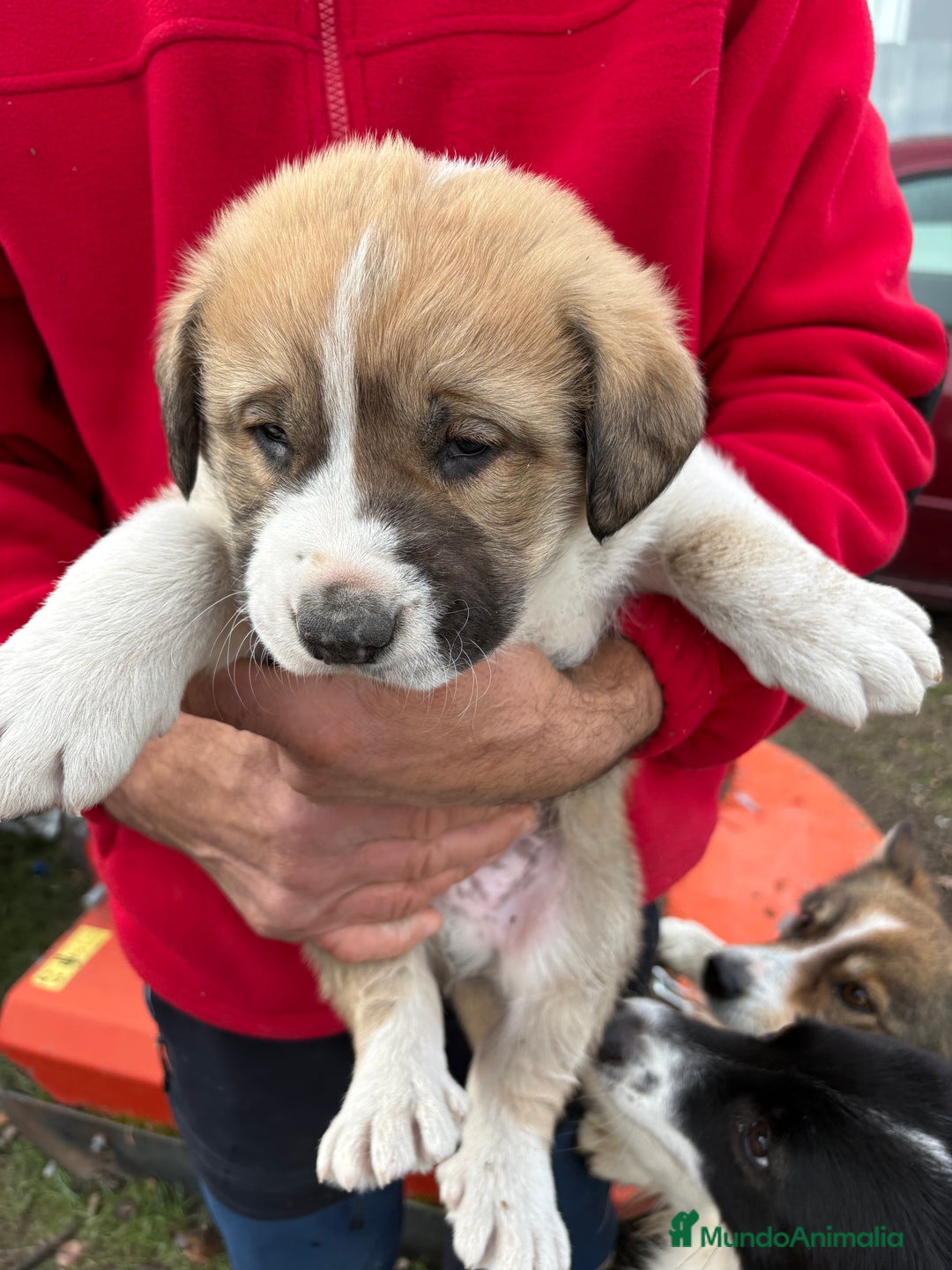 Mastín Español perros en venta: Mastín Español cachorro macho  - Anuncio 12