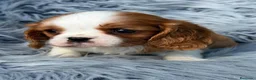 Cavalier King Charles Spaniel perros en venta: CAVALIER BLENHEIM  - Anuncio 6