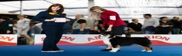 Pastor Australiano perros en venta: Proxima camada pedigree, familiar y con garantías - Anuncio 10