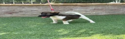 Fox Terrier de Pelo Liso perros en venta: Cachorra fox pelo liso - Anuncio 5