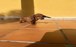 Teckel perros en venta: Teckel kaninchen merle chocolate diluido - Anuncio 11