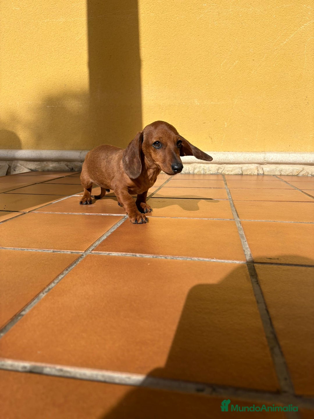 Teckel perros en venta: Teckel kaninchen merle chocolate diluido - Anuncio 11